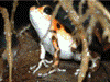 Oophaga pumilio