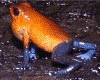 Oophaga pumilio