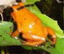 Oophaga pumilio