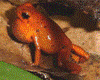 Oophaga pumilio