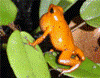 Oophaga pumilio
