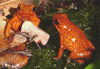 Oophaga pumilio