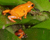 Oophaga pumilio