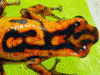 Oophaga vicentei