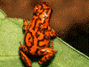 Oophaga vicentei