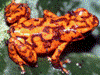 Oophaga vicentei