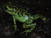 Oophaga vicentei