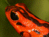 Oophaga vicentei