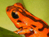 Oophaga vicentei