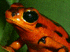 Oophaga vicentei