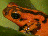 Oophaga vicentei