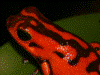 Oophaga vicentei
