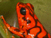 Oophaga vicentei