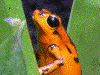 Oophaga vicentei