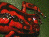 Oophaga vicentei