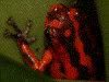 Oophaga vicentei