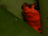 Oophaga vicentei