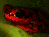 Oophaga vicentei