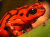 Oophaga vicentei