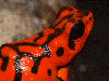 Oophaga vicentei