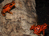 Oophaga vicentei