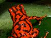 Oophaga vicentei