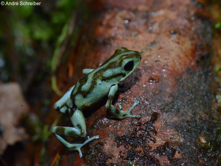 Oophaga vicentei Information, photos, call, habitat, links
