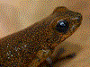 Oophaga vicentei