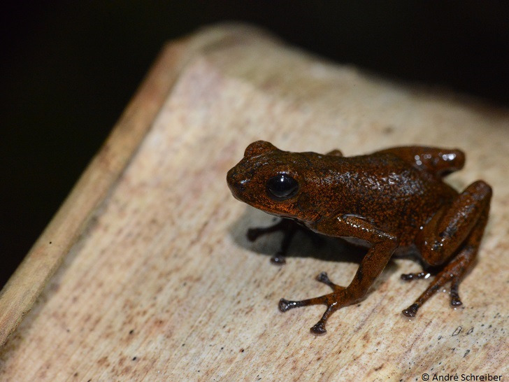 Oophaga vicentei Information, photos, call, habitat, links