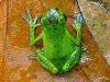 Oophaga vicentei