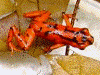 Oophaga vicentei