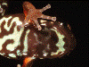 Paruwrobates erythromos