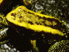 Phyllobates aurotaenia