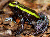 Phyllobates aurotaenia