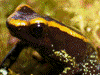 Phyllobates aurotaenia