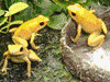 Phyllobates bicolor