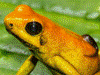 Phyllobates bicolor