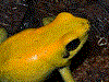 Phyllobates bicolor