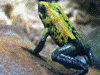 Phyllobates bicolor