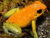 Phyllobates bicolor