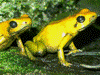 Phyllobates bicolor