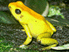 Phyllobates bicolor