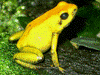 Phyllobates bicolor