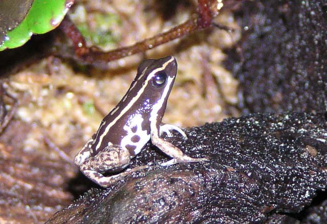 Phyllobates lugubris Information, video, call, links