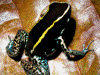 Phyllobates lugubris