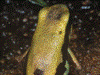 Phyllobates lugubris