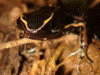 Phyllobates lugubris