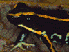 Phyllobates lugubris