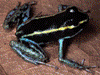 Phyllobates lugubris