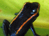 Phyllobates samperi